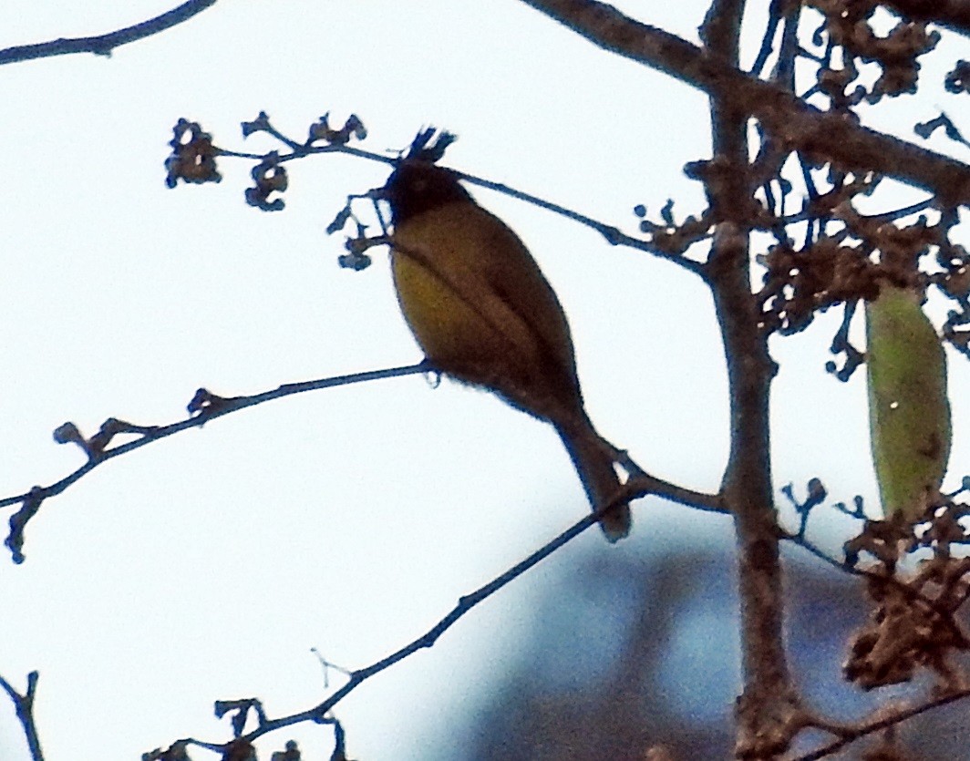 Black-crested Bulbul - ML645982035