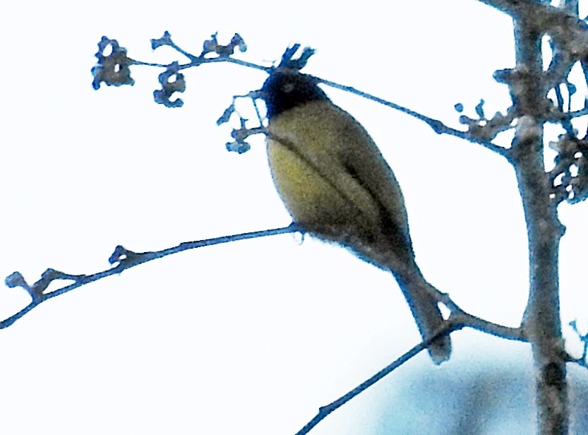 Black-crested Bulbul - ML645982036
