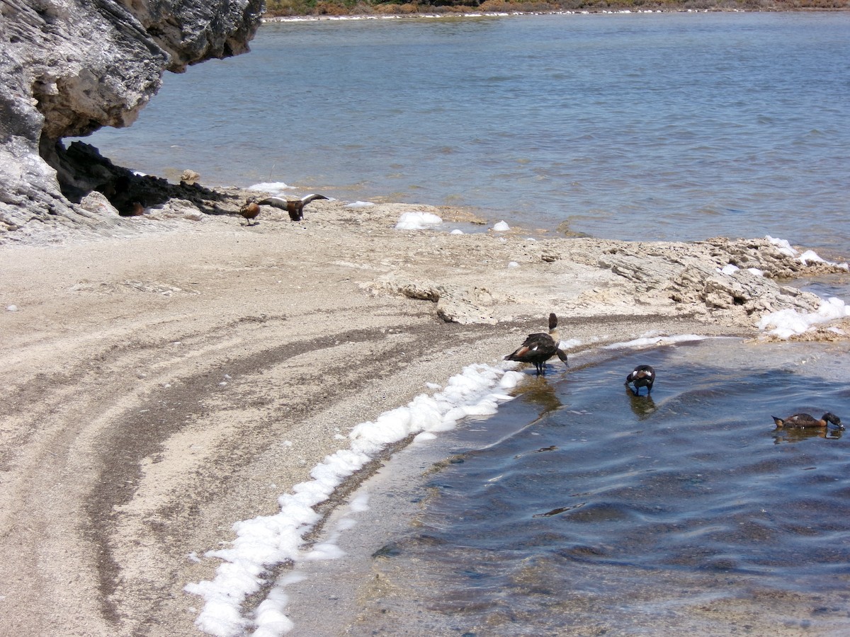 Australian Shelduck - ML645982037