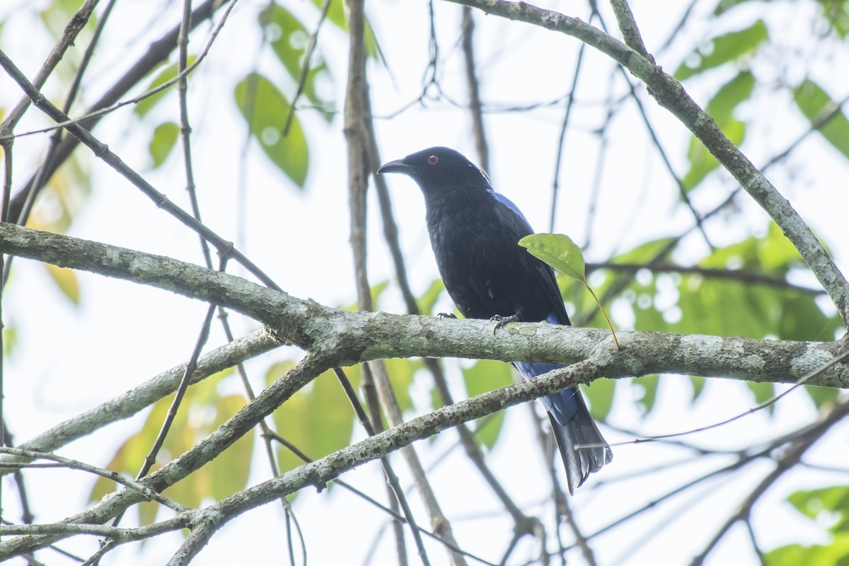 Asian Fairy-bluebird - ML645982038