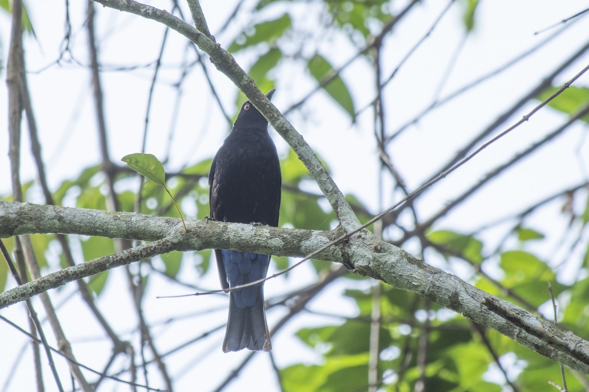 Asian Fairy-bluebird - ML645982039