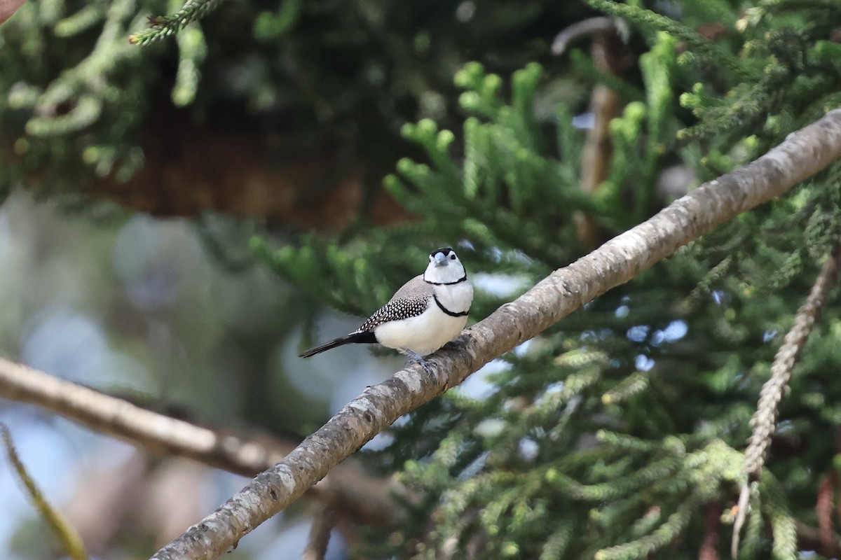 Double-barred Finch - ML645982040