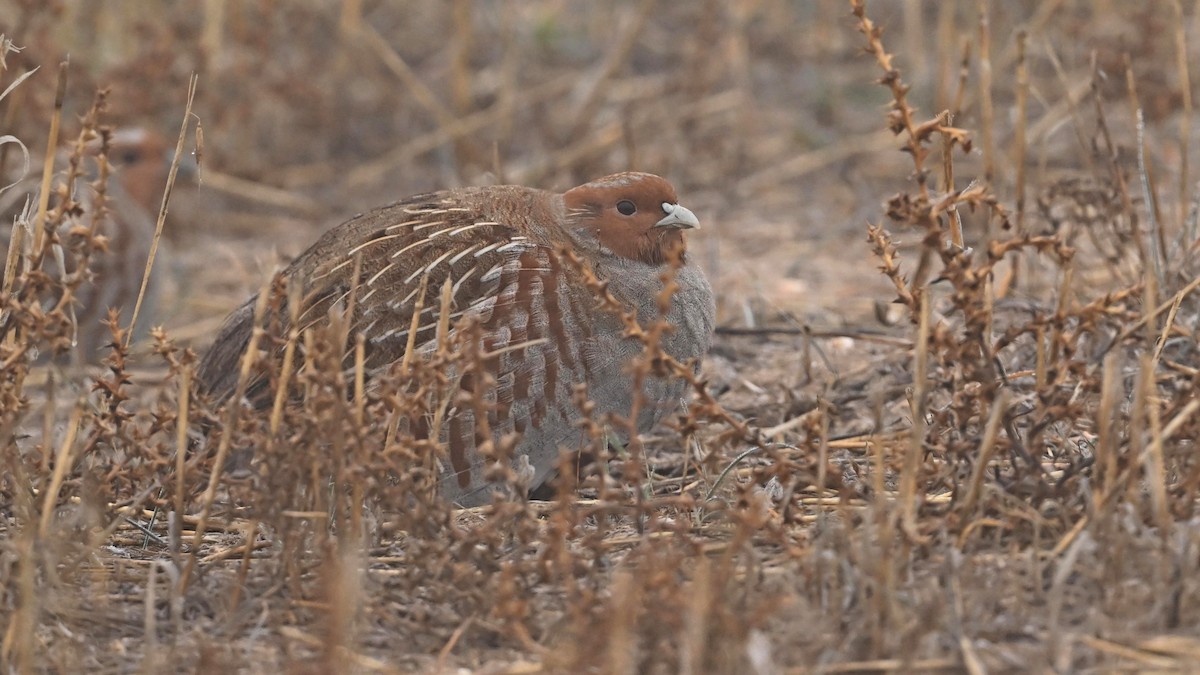 Gray Partridge - ML645982041