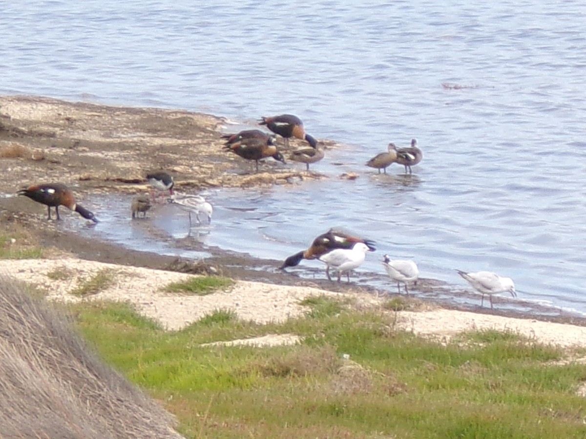 Gray Teal - ML645982043