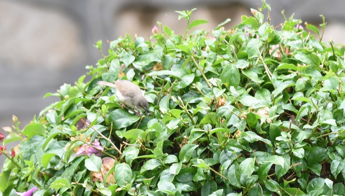 Tawny-flanked Prinia - ML645982044