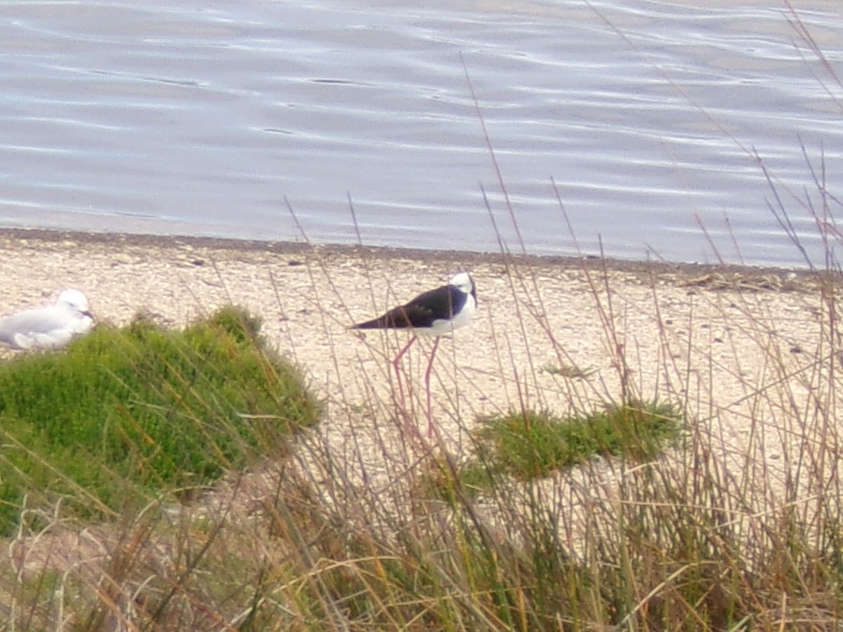 Pied Stilt - ML645982045