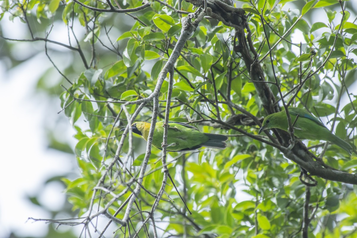 Blue-winged Leafbird - ML645982046