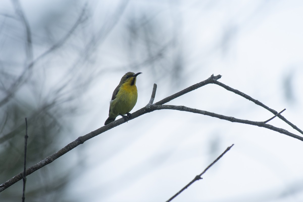 Ornate Sunbird - ML645982047