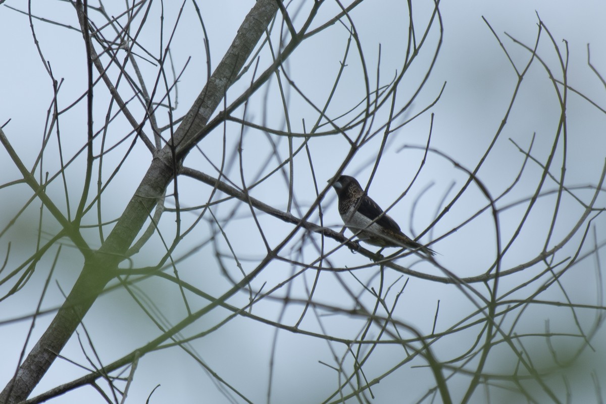 White-rumped Munia - ML645982048
