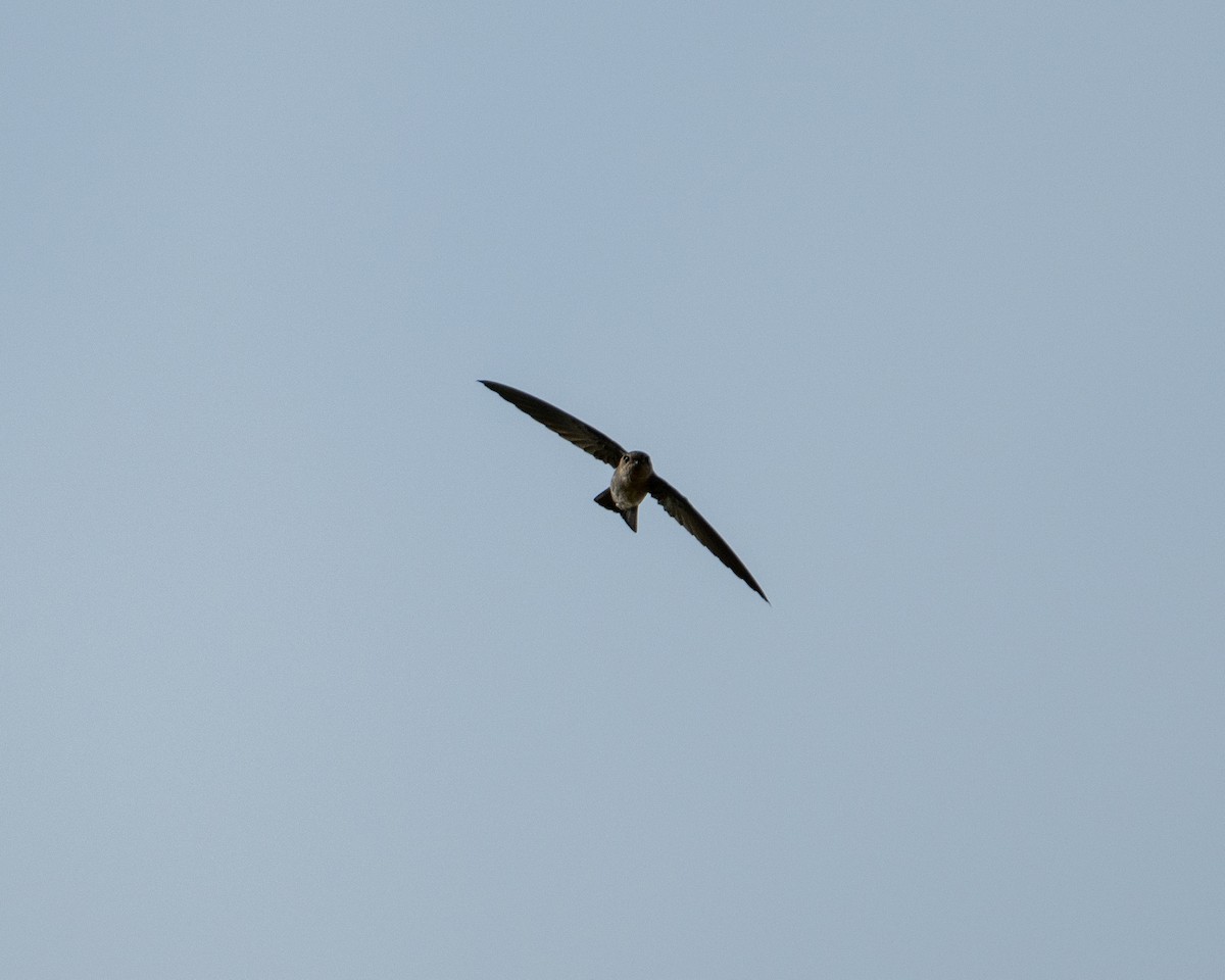 Indian Swiftlet - ML645982055