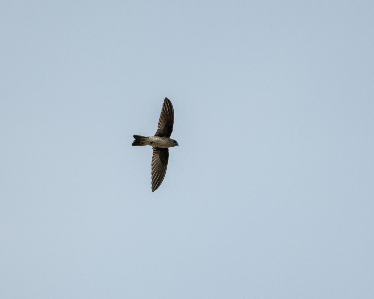 Indian Swiftlet - ML645982057