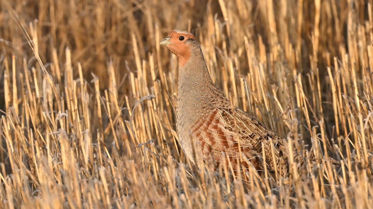 Gray Partridge - ML645982058