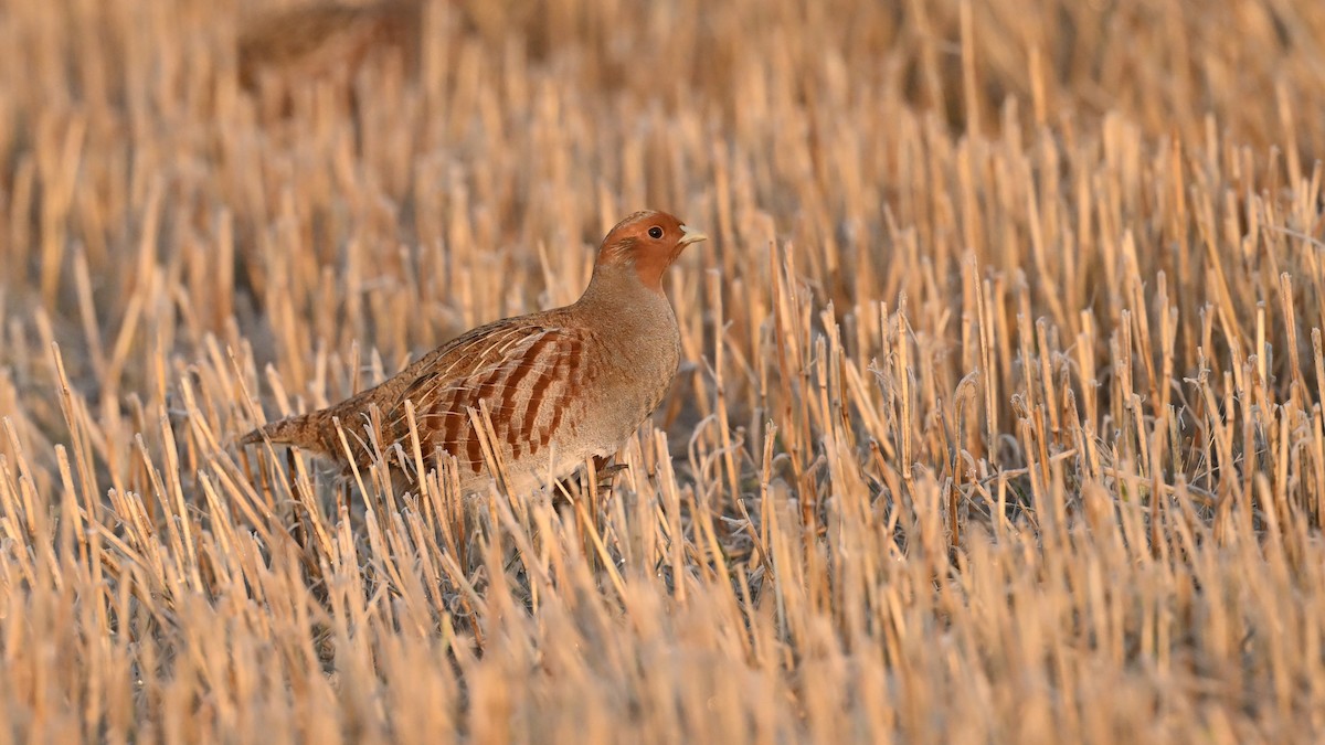 Gray Partridge - ML645982059