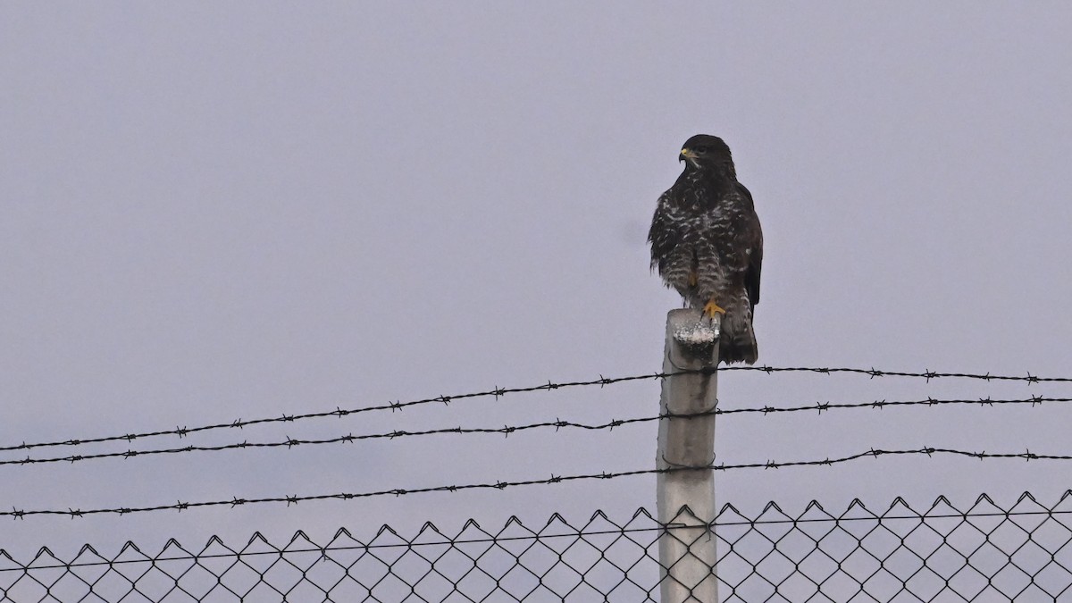 Common Buzzard - ML645982060