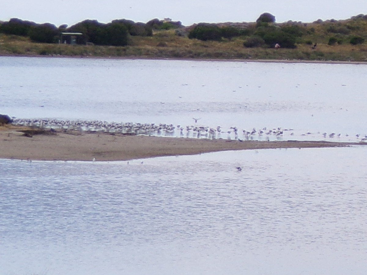 Banded Stilt - ML645982061
