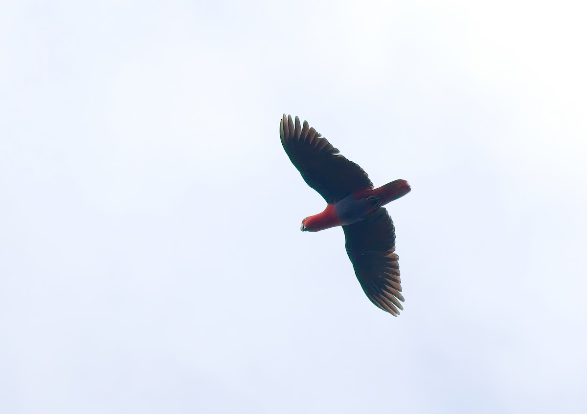 Papuan Eclectus - ML645982062