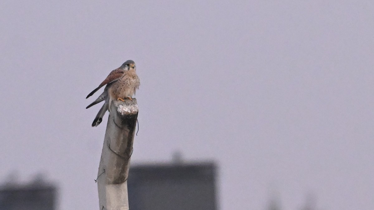 Eurasian Kestrel - ML645982063