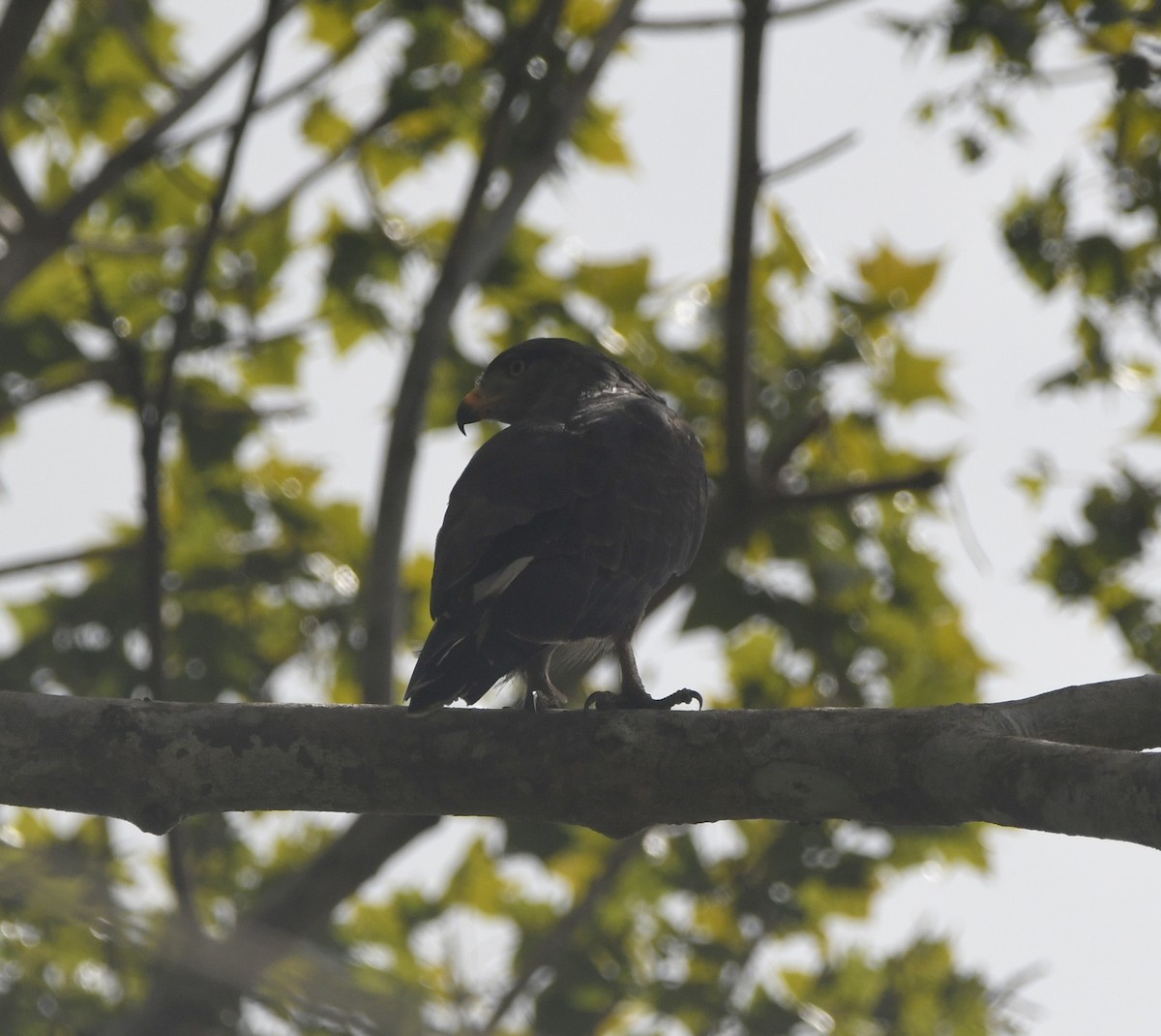 Western Banded Snake-Eagle - ML645982064