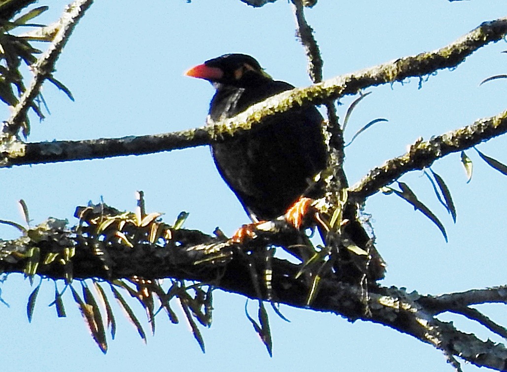 Common Hill Myna - ML645982066
