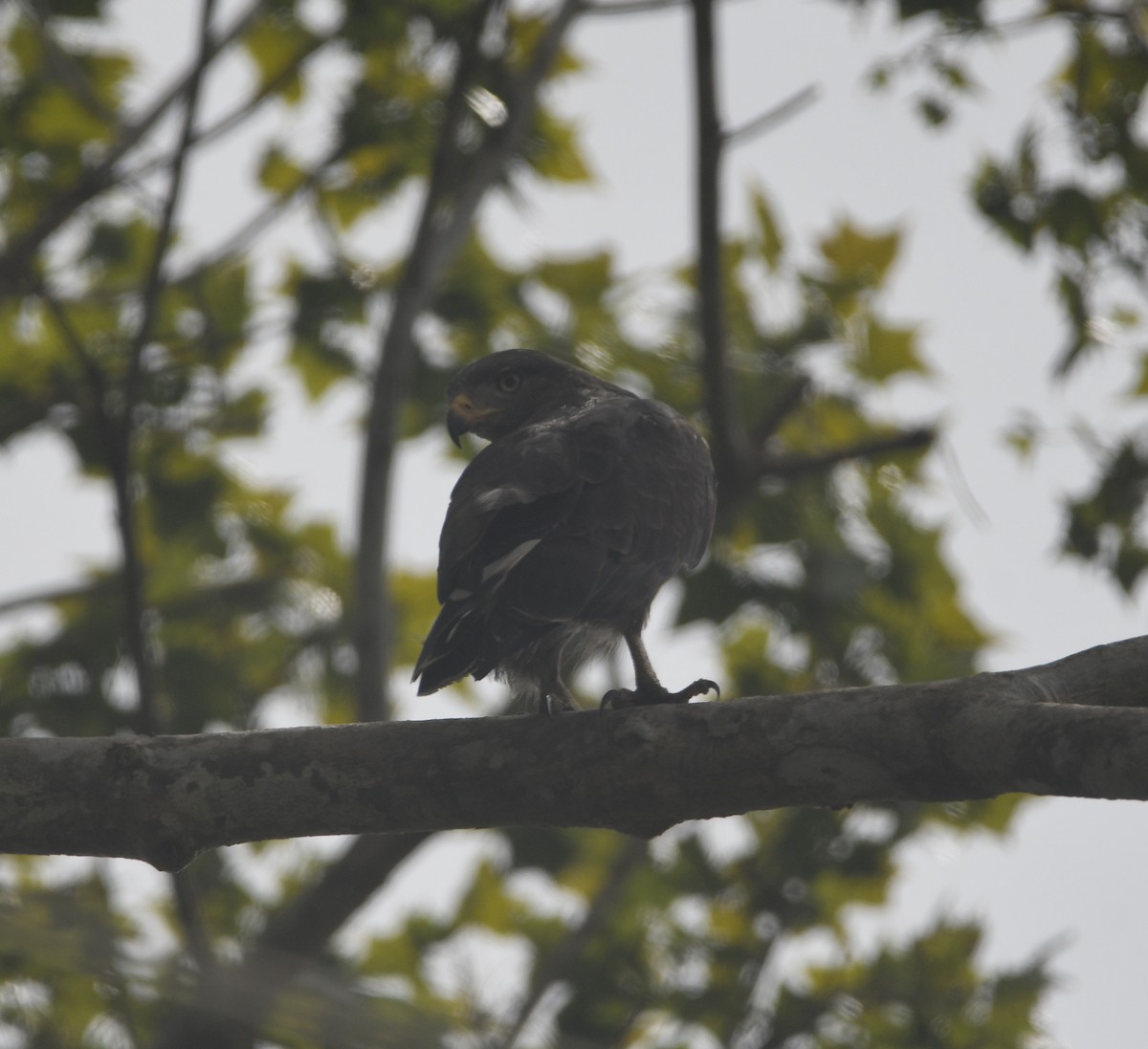 Western Banded Snake-Eagle - ML645982067