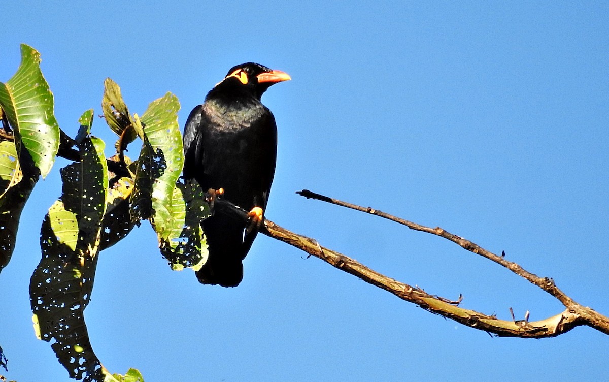 Common Hill Myna - ML645982068