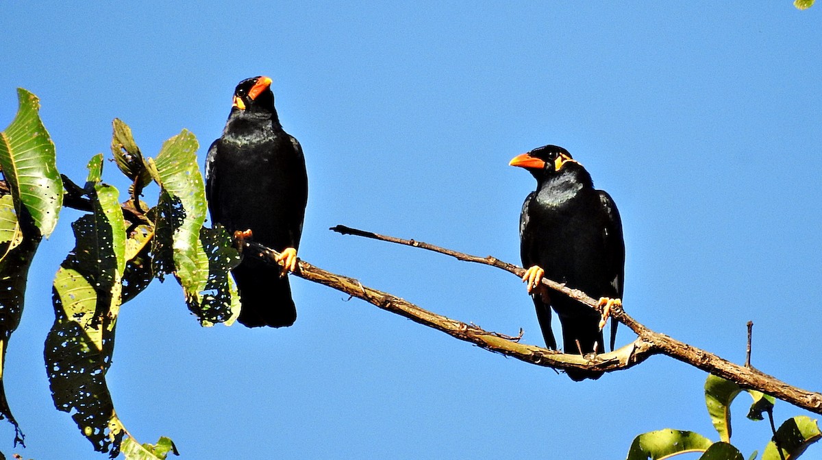 Common Hill Myna - ML645982069