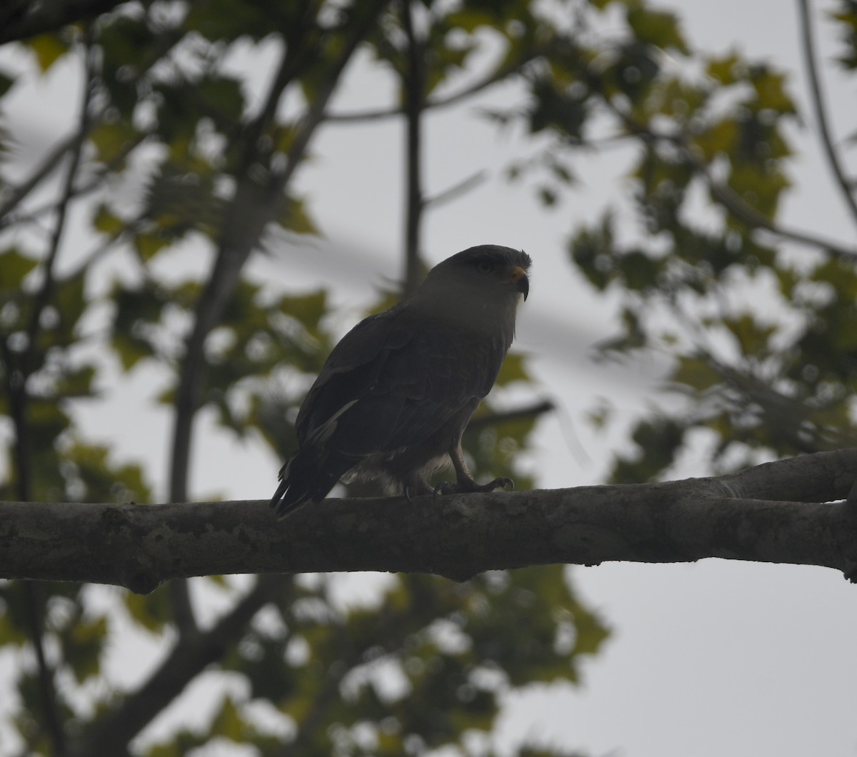 Western Banded Snake-Eagle - ML645982070