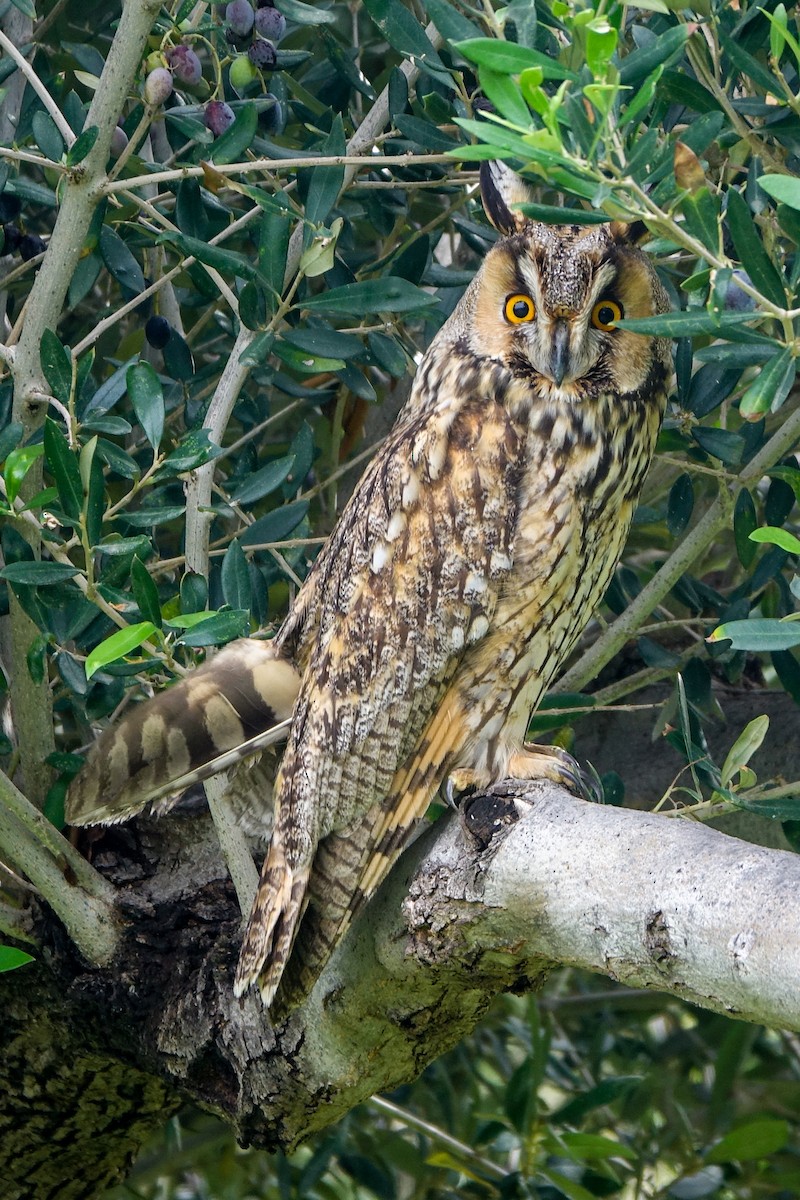 Long-eared Owl - ML645982071