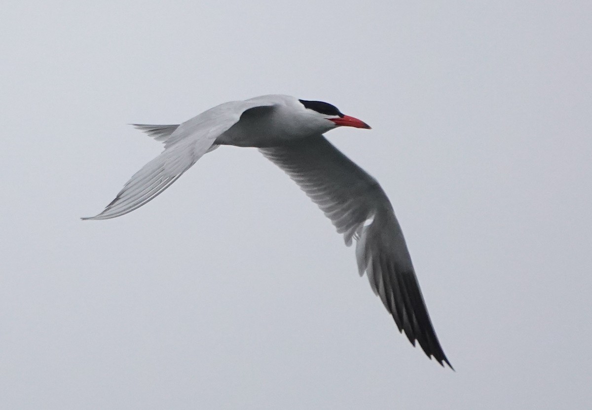 Caspian Tern - ML645982072