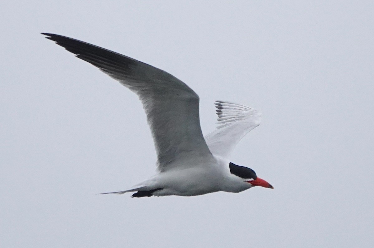 Caspian Tern - ML645982073