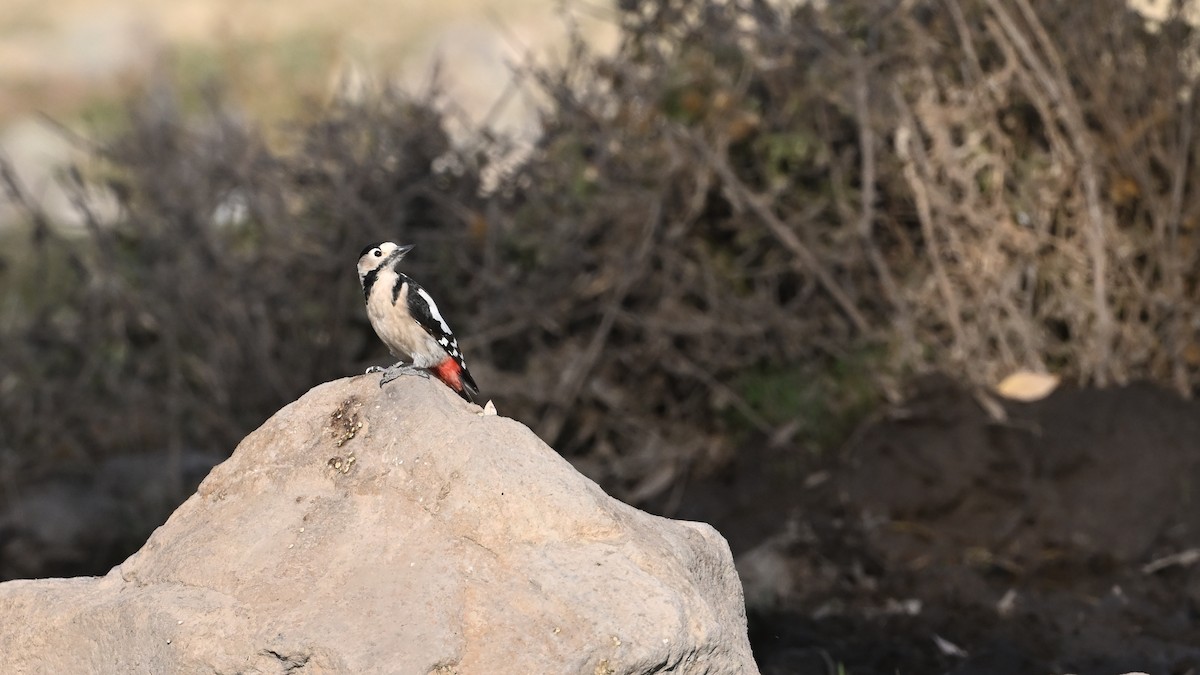 Pic syriaque - ML645982078