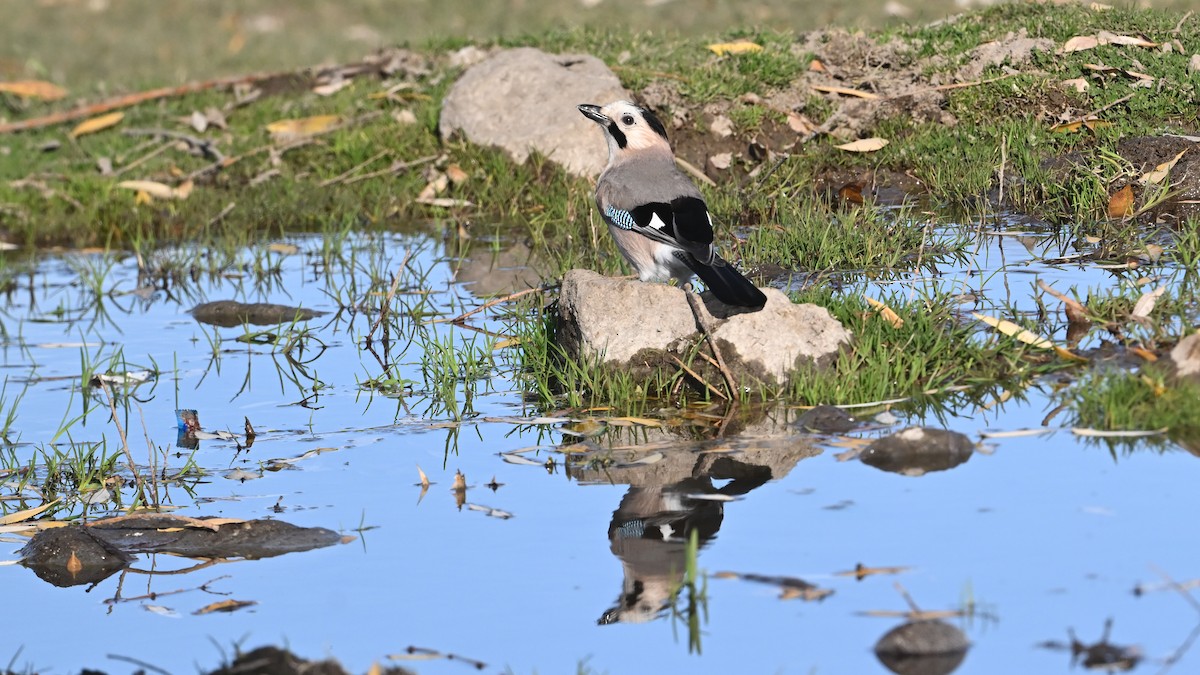 Geai des chênes - ML645982084