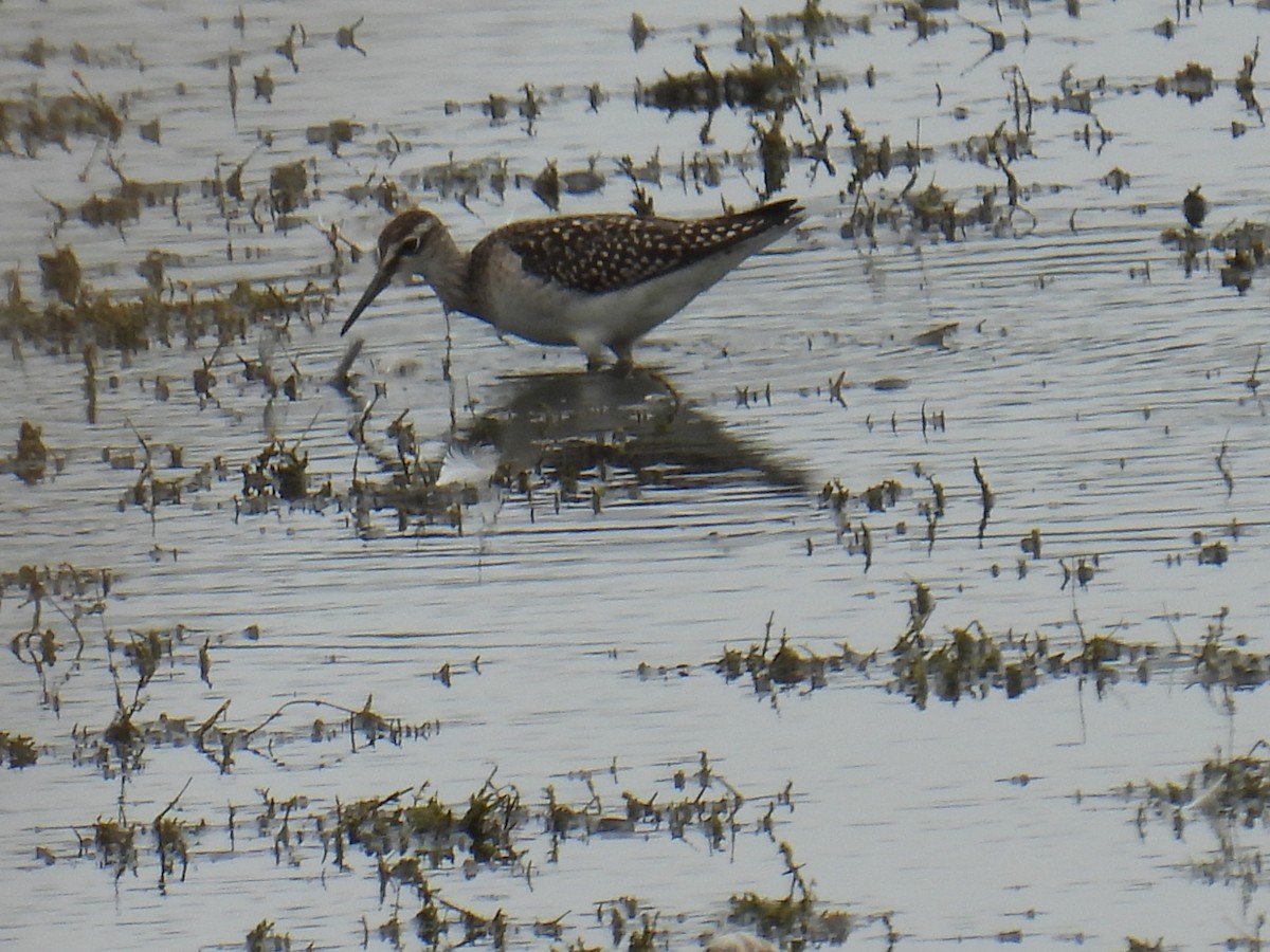 vodouš bahenní - ML645982094