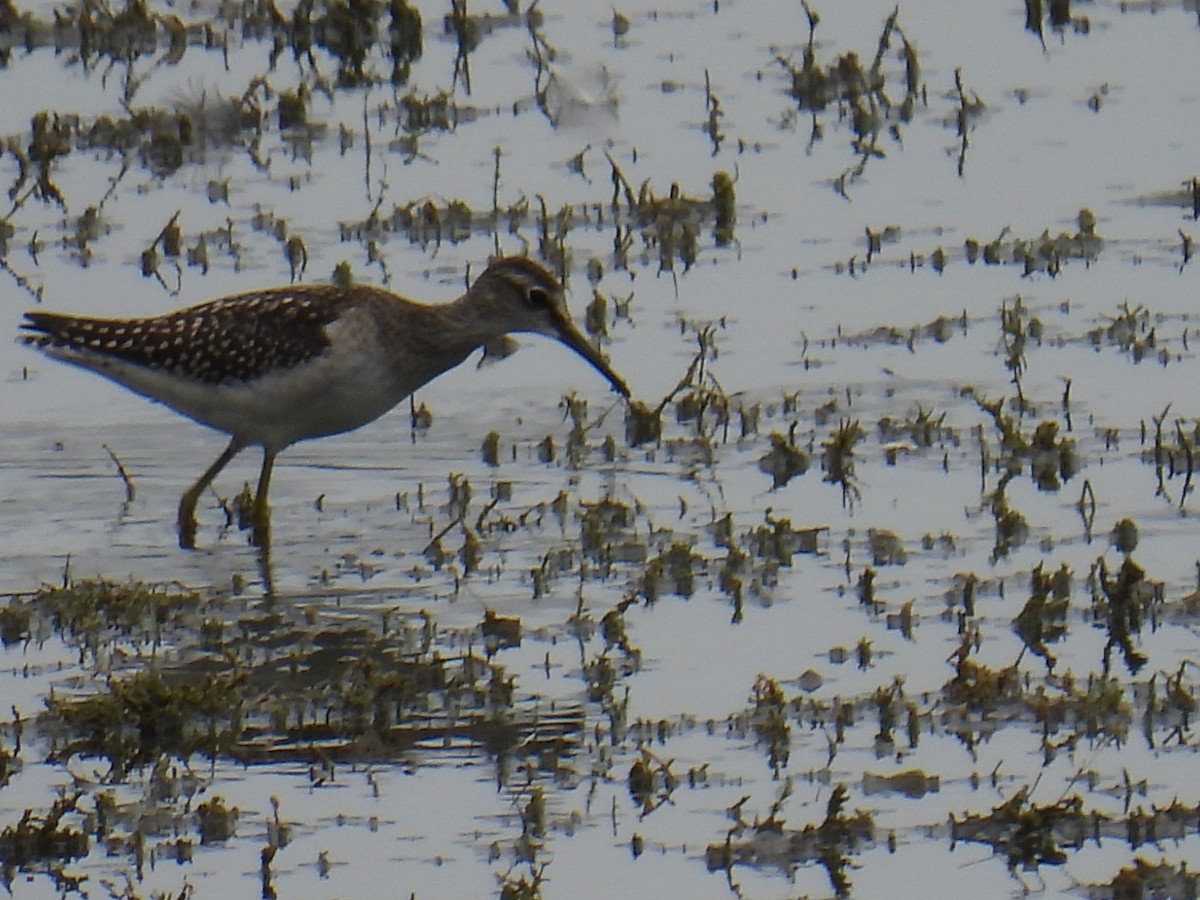 vodouš bahenní - ML645982097