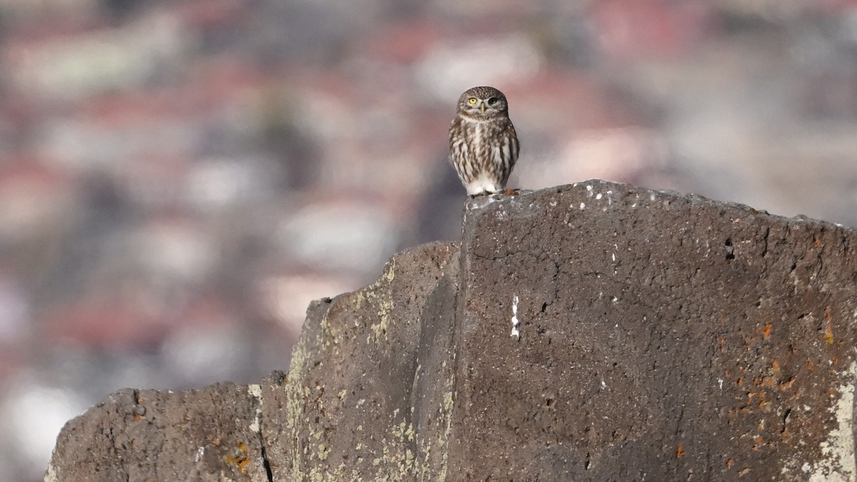 Chevêche d'Athéna - ML645982099