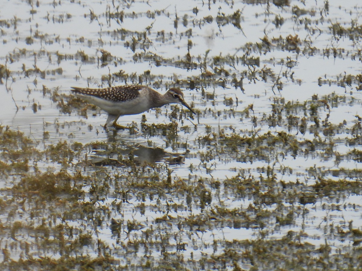 vodouš bahenní - ML645982100