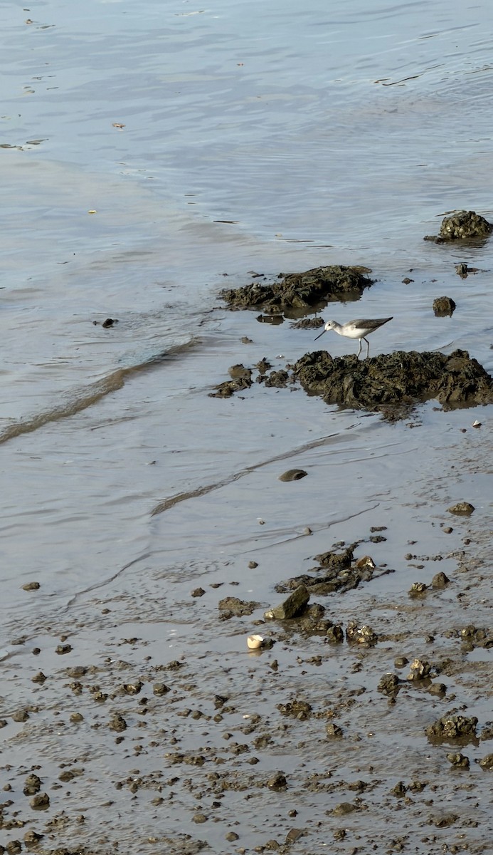 Common Greenshank - ML645982102