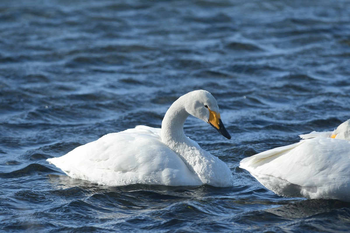 sangsvane - ML645982103