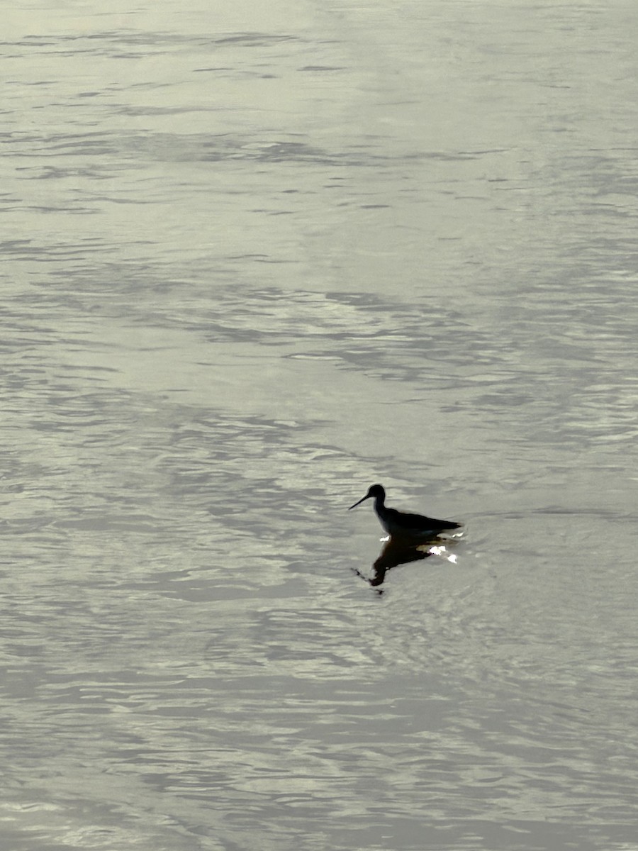 Common Greenshank - ML645982104