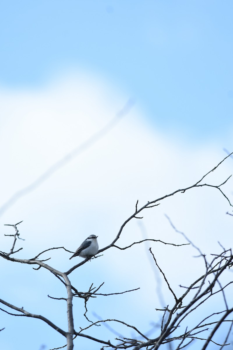 spettmeis - ML645982110