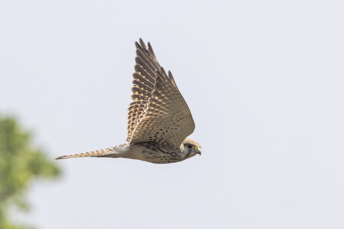 poštolka obecná - ML645982111