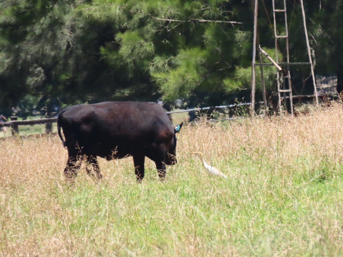 Eastern Cattle-Egret - ML645982113
