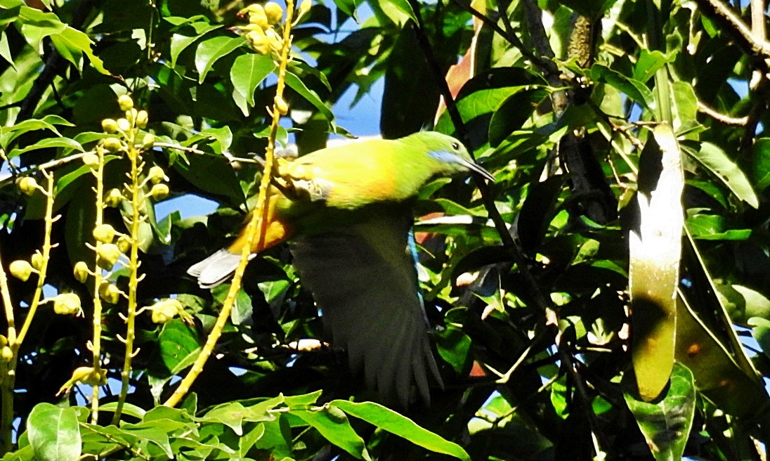 Orange-bellied Leafbird - ML645982114