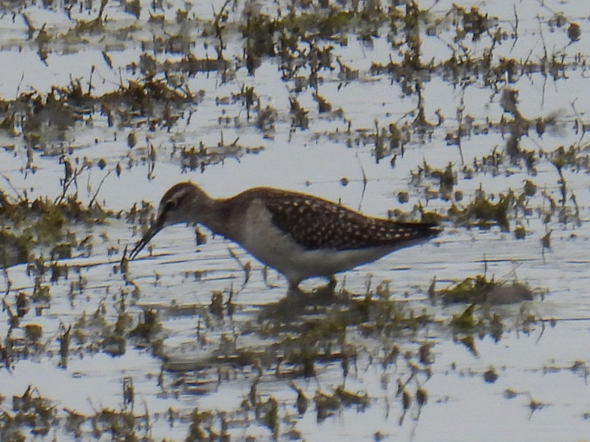 vodouš bahenní - ML645982122