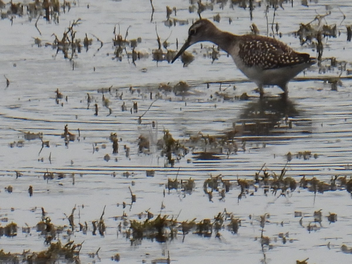 鷹斑鷸 - ML645982123