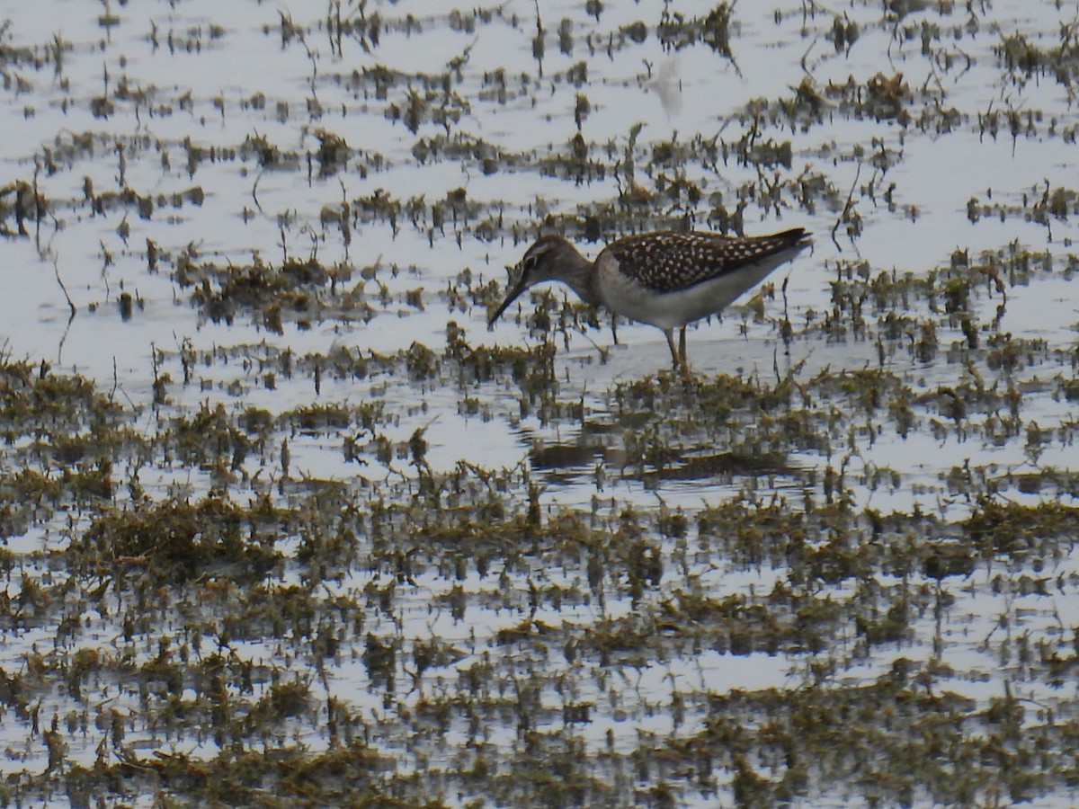 鷹斑鷸 - ML645982126