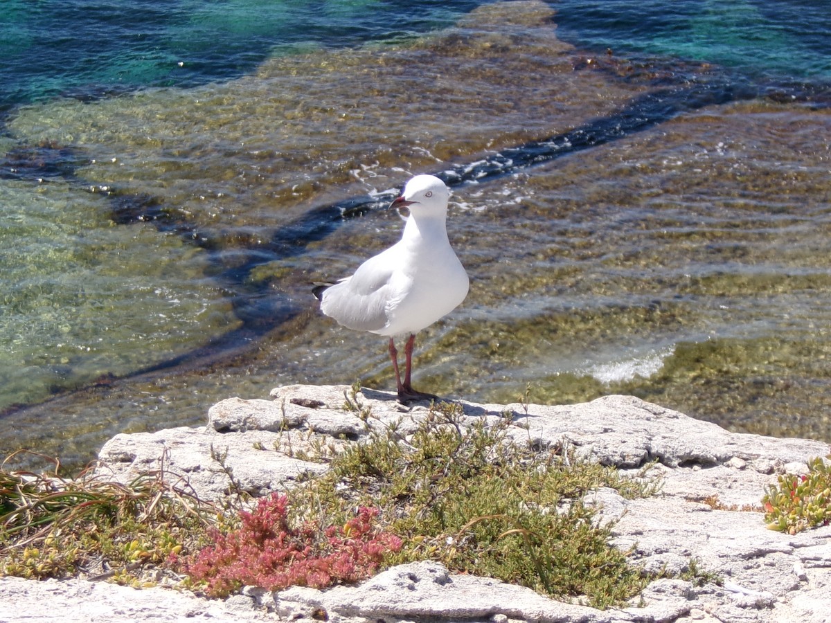 紐澳紅嘴鷗 - ML645982136