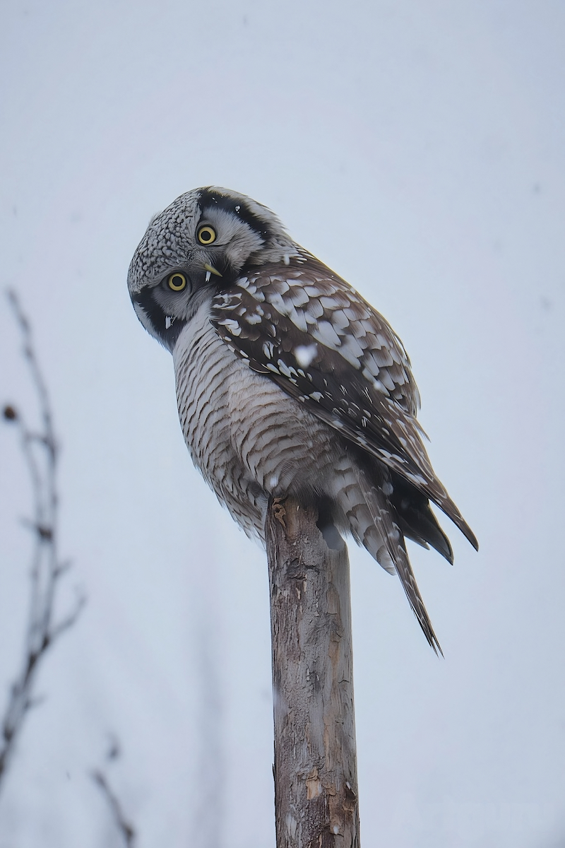 Northern Hawk Owl - ML645982144