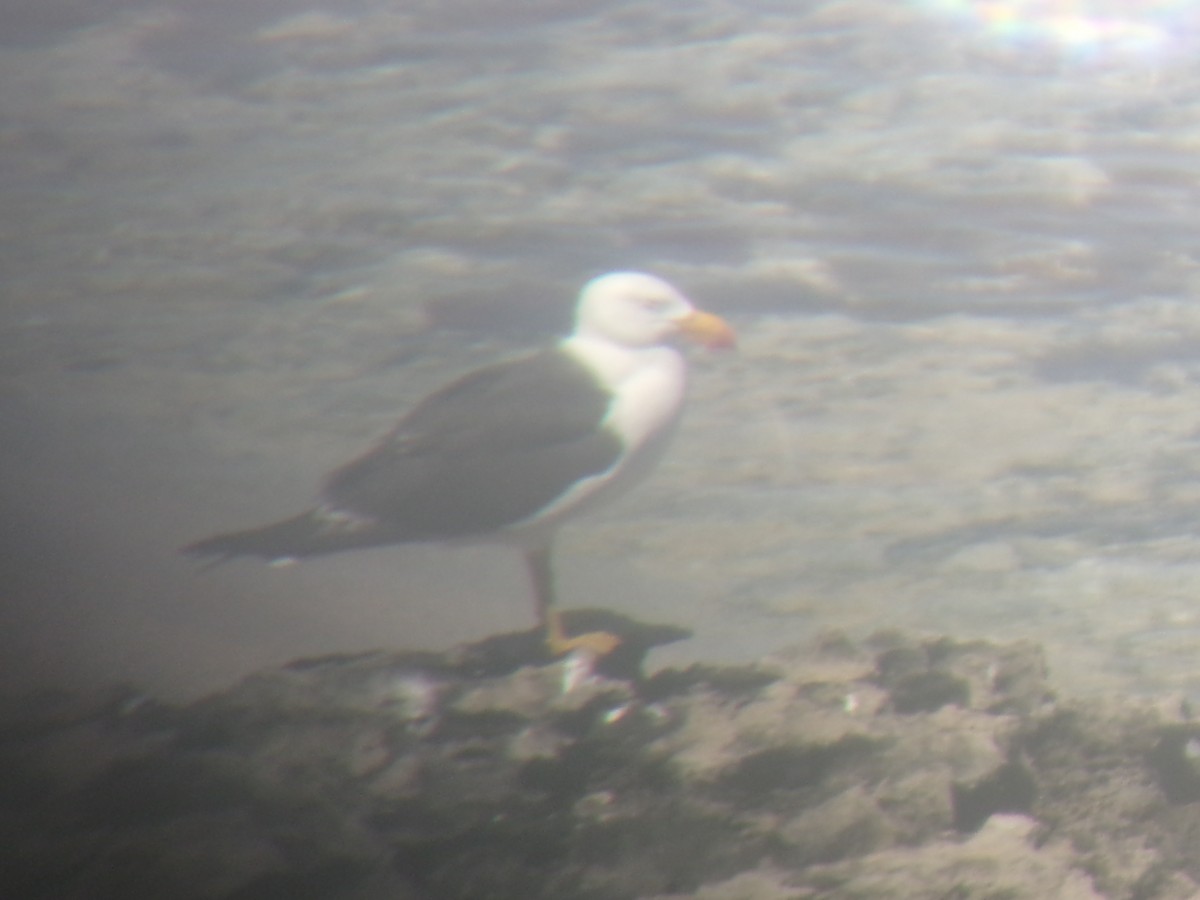 Pacific Gull - ML645982145