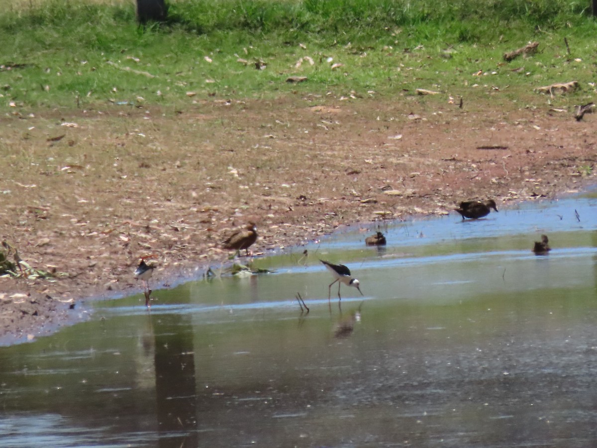 黑領高蹺鴴 - ML645982148